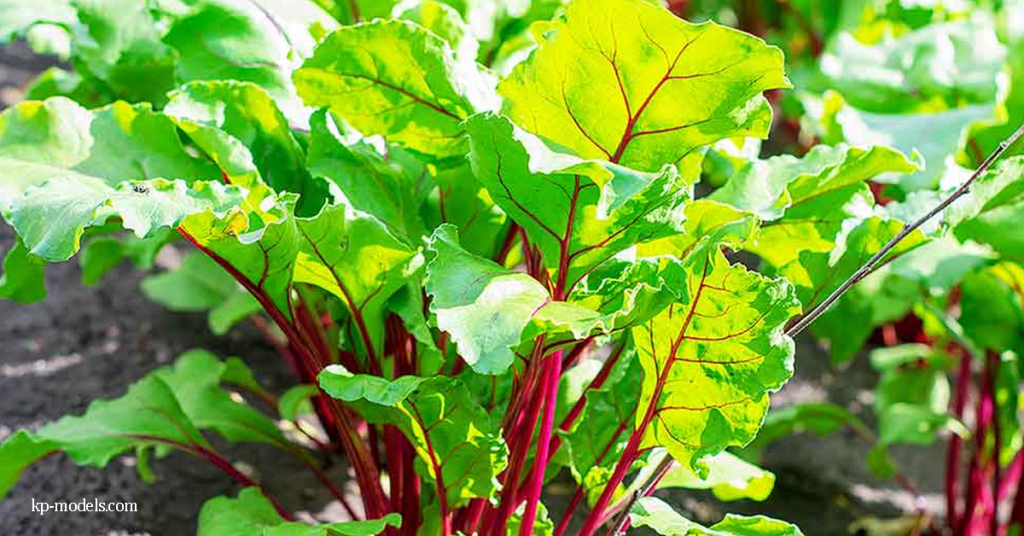 ประโยชน์ของบีทกรีน และข้อมูลโภชนาการ พืชชนิดนี้เป็นพืชฤดูหนาวที่เติบโตได้ดีที่สุดภายใต้ดินร่วน อุดมด้วยสารอินทรีย์และมีการ