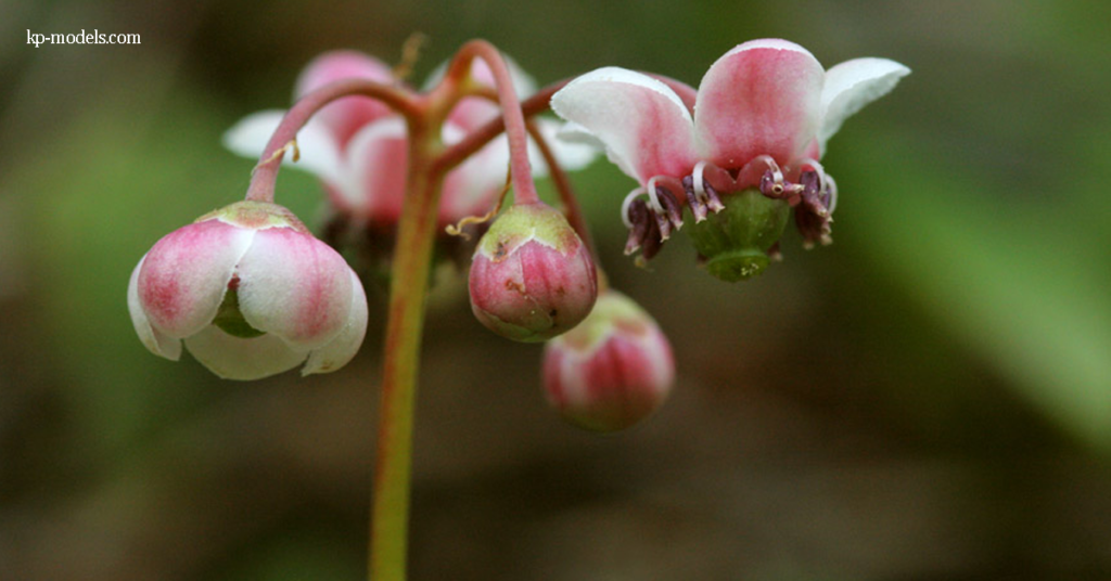 ประโยชน์ของ Pipisissewa ต่อสุขภาพ Pipsissewa เป็นไม้ล้มลุกขนาดเล็กยืนต้น เป็นไม้ดอกตลอดกาล สูงประมาณ 10-25 ซม. (4-10 นิ้ว) พืชชนิดนี้